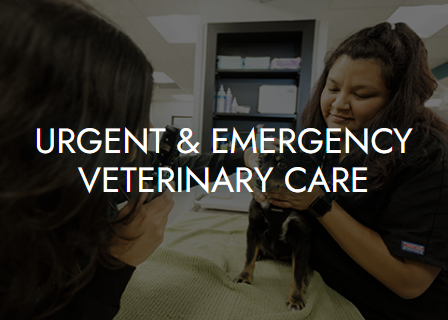 Urgent & Emergency Veterinary Care
