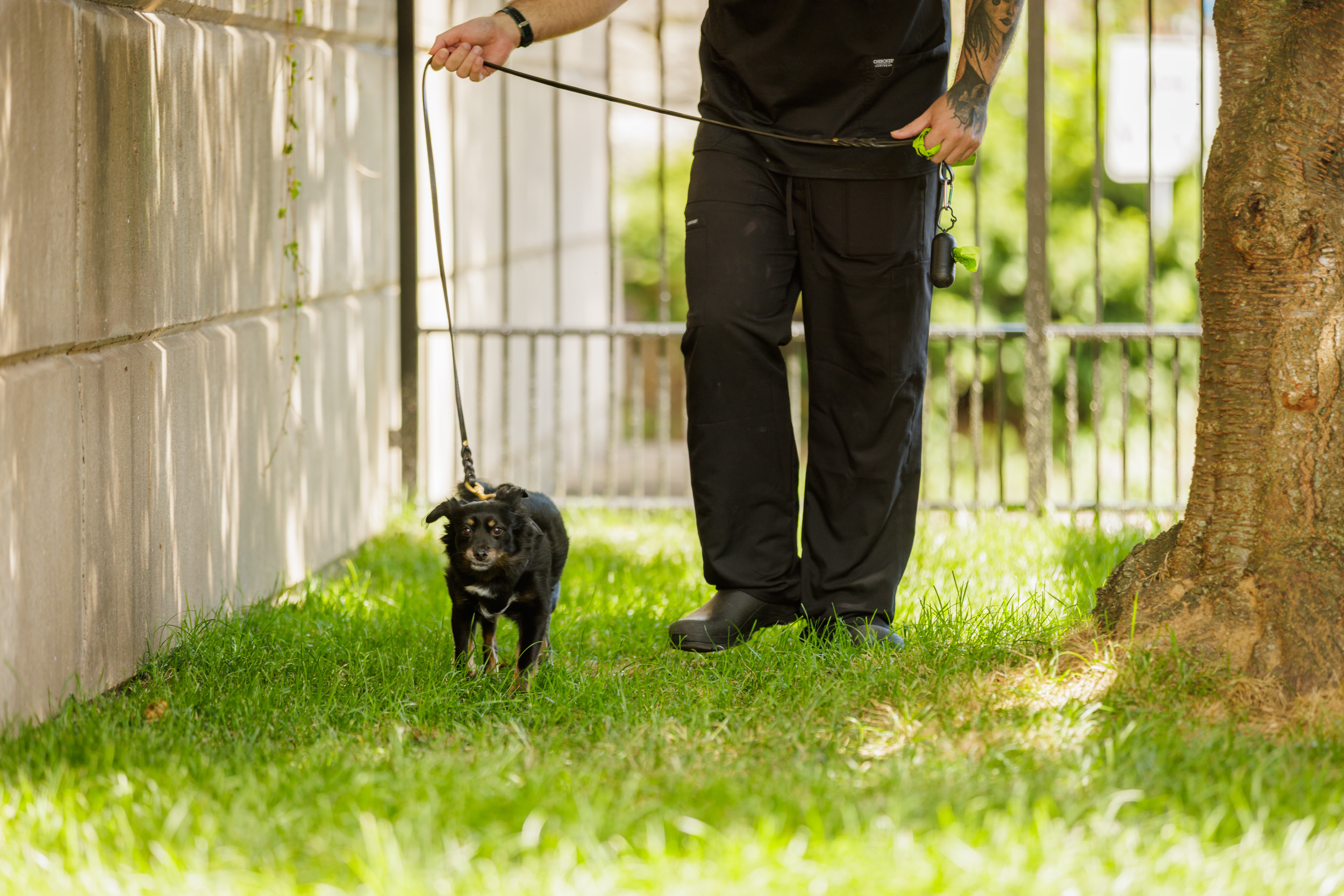 Person Walking Dog