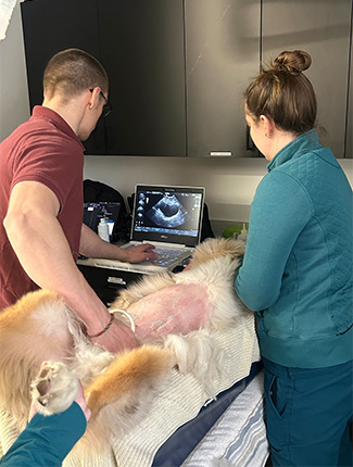Doctor giving dog ultrasound