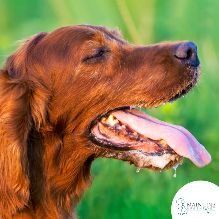 Panting Dog