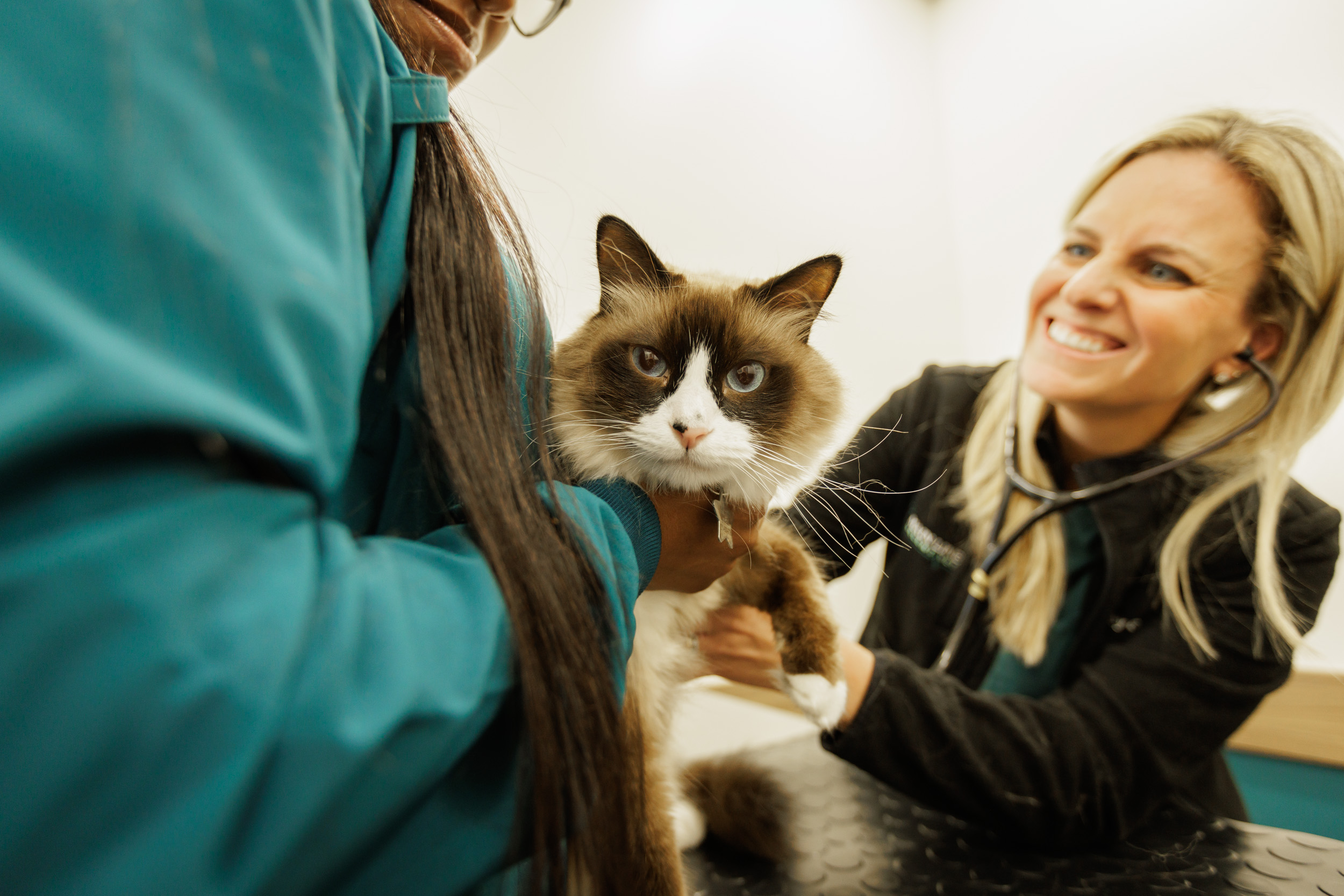 Doctors Examining Cat