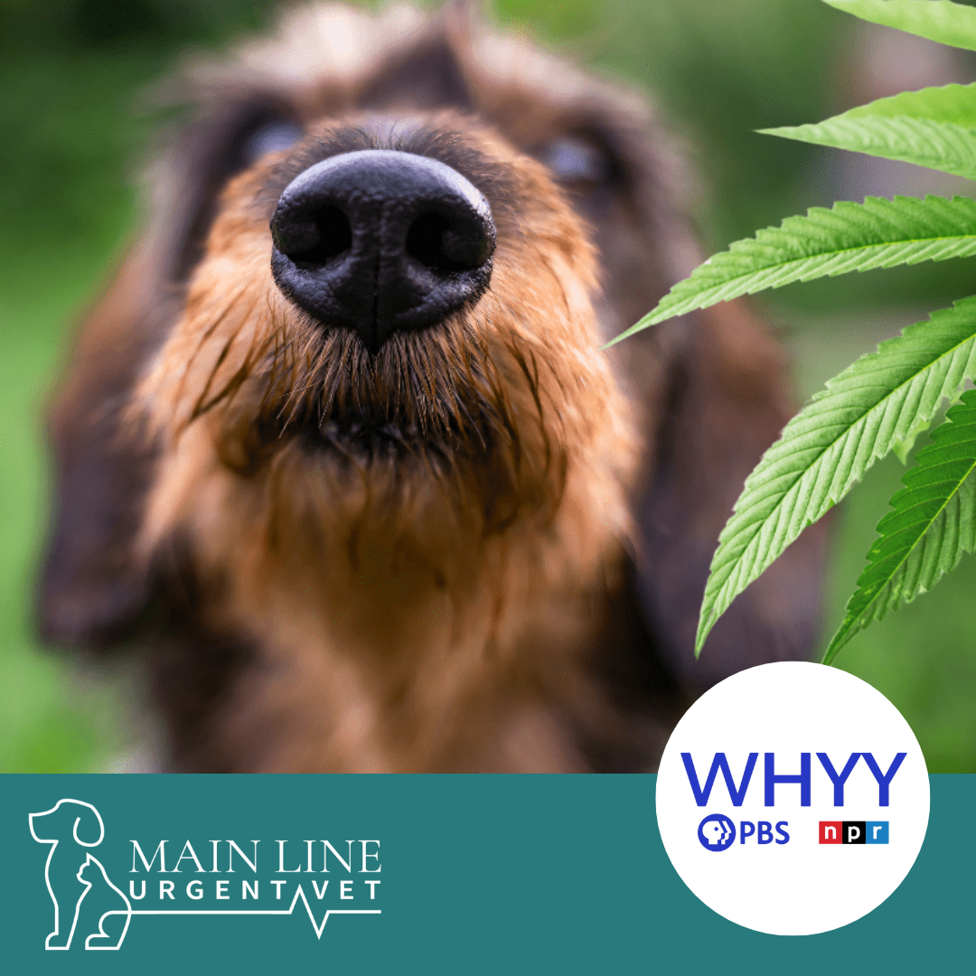 Philly-Area Veterinarians Are Seeing a Rise In Pets With Marijuana Exposure