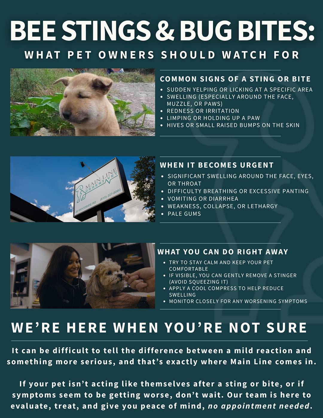 Bee Sting & Bug Bites Infographic
